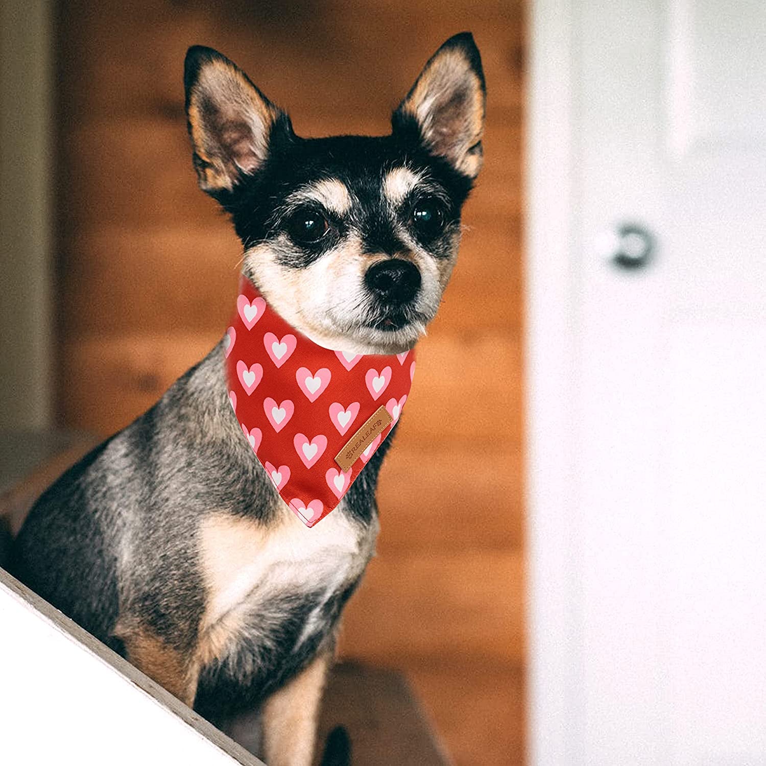 2 Pack Triangle Reversible Love Pet Scarf, Premium Durable Fabric Bandana for Medium and Large Dogs (Large)